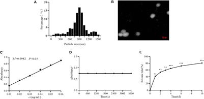 Effects of Astragalus Polysaccharides Nanoparticles on Cerebral Thrombosis in SD Rats